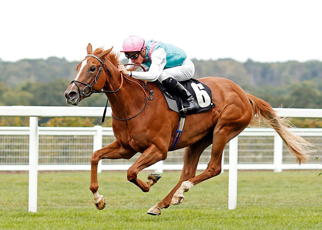 Pocket-Square-Racehorse