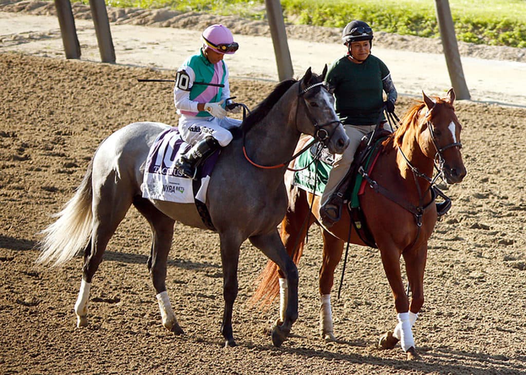 Tacitus-Racehorse