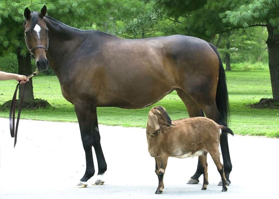 Toussaud-Racehorse